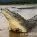 crocodile_american_tar_h_1096_cos2042.jpg